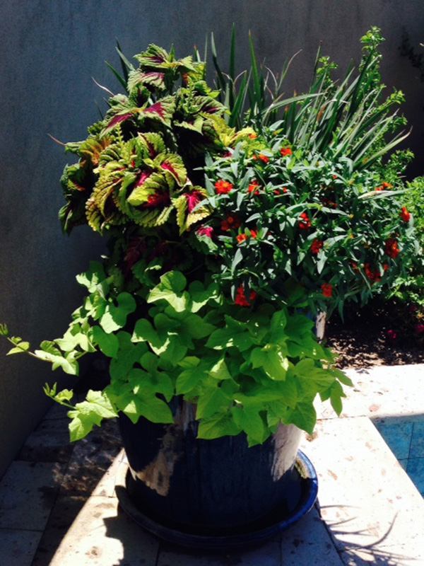 Pots Tucson, AZ Sonoran Gardens Inc.