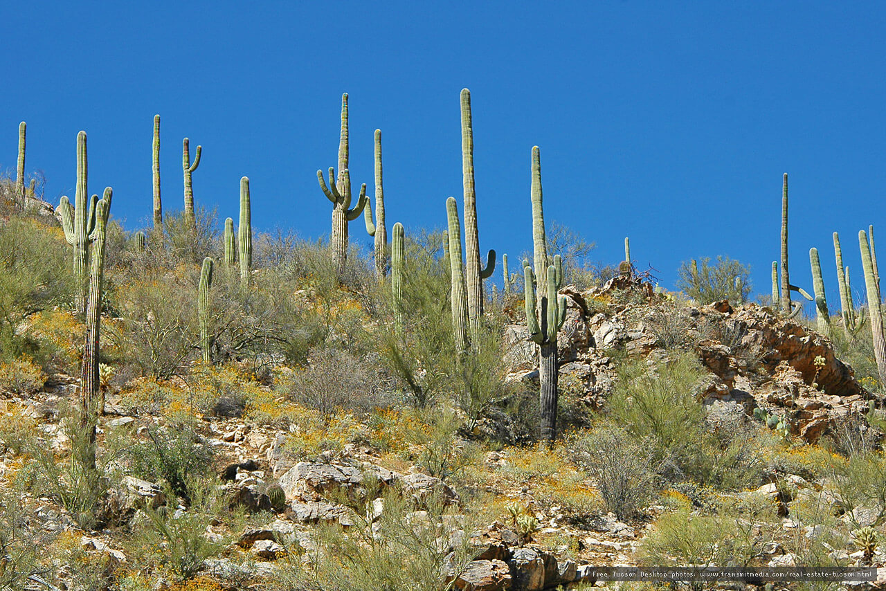 What Are the Climates of Arizona? Sonoran Gardens, Inc.