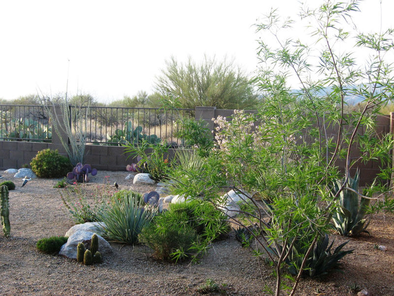 Landscape Design Tucson, AZ Sonoran Gardens Inc.