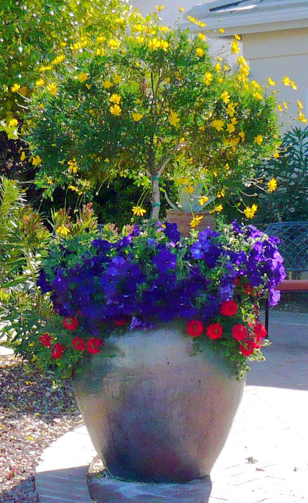 Pots Tucson, AZ Sonoran Gardens Inc.