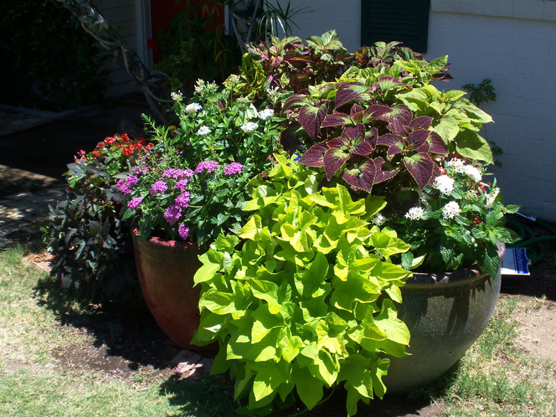 Pots Tucson, AZ Sonoran Gardens Inc.