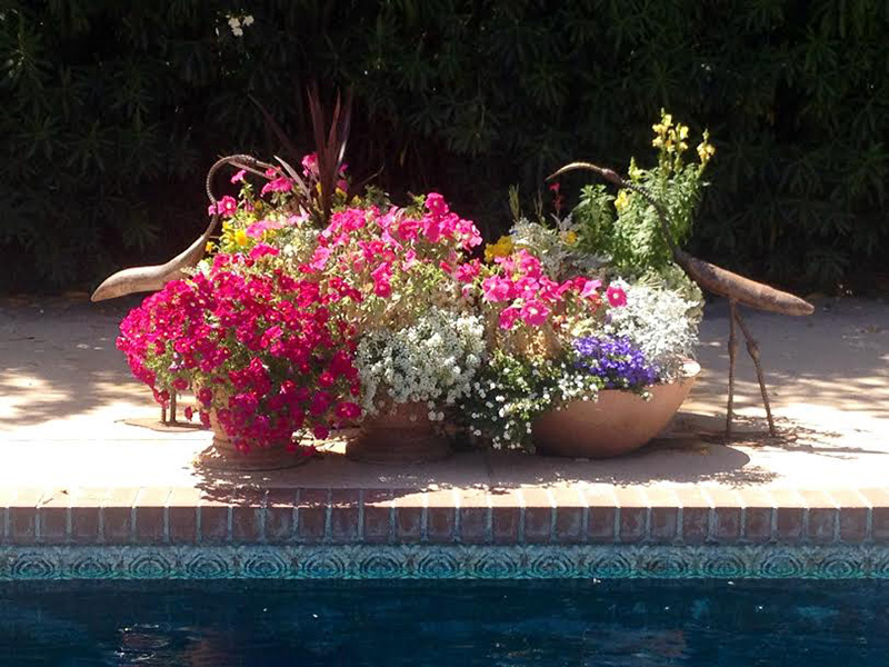 Pots Tucson, AZ Sonoran Gardens Inc.