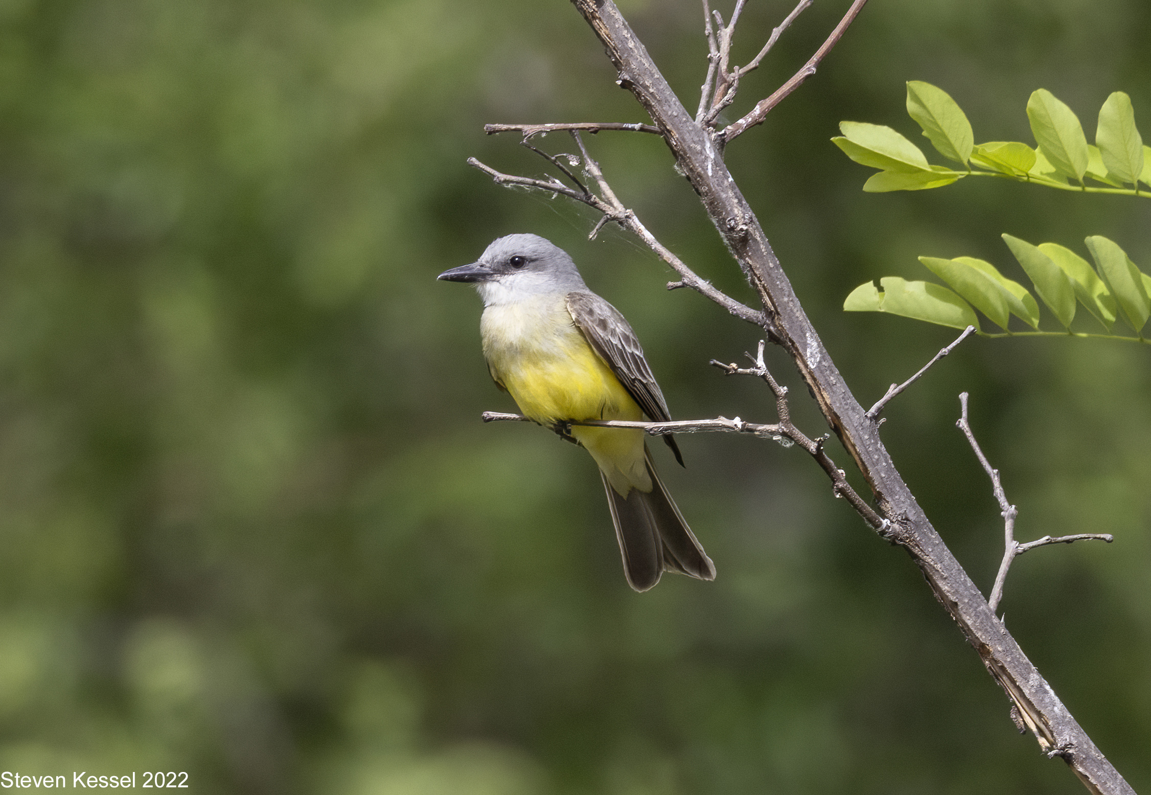 Western Kingbird, Tropical Kingbird — Can You See the Differences
