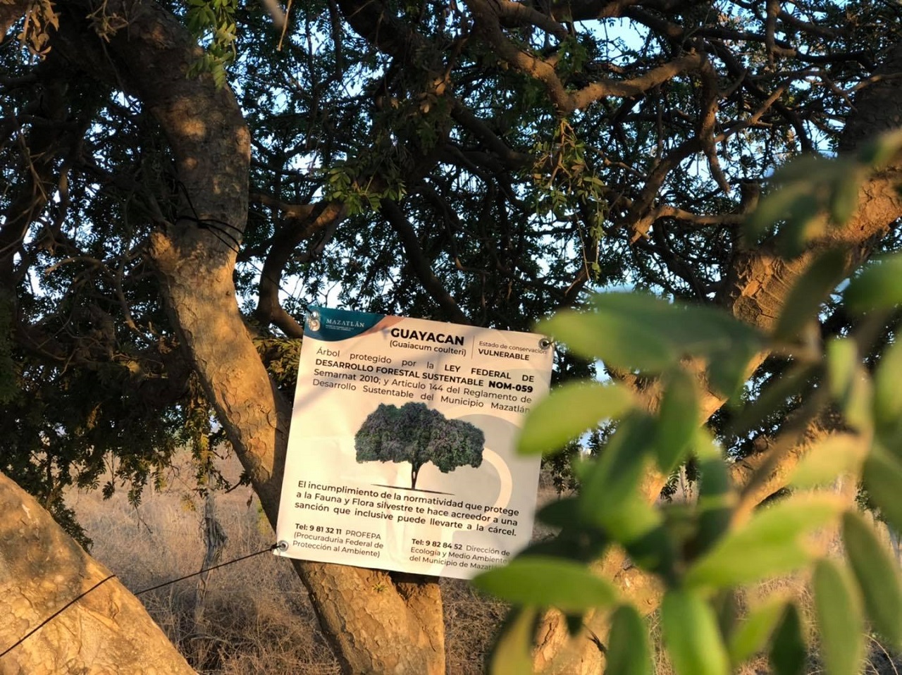 Guayacán en Mazatlán