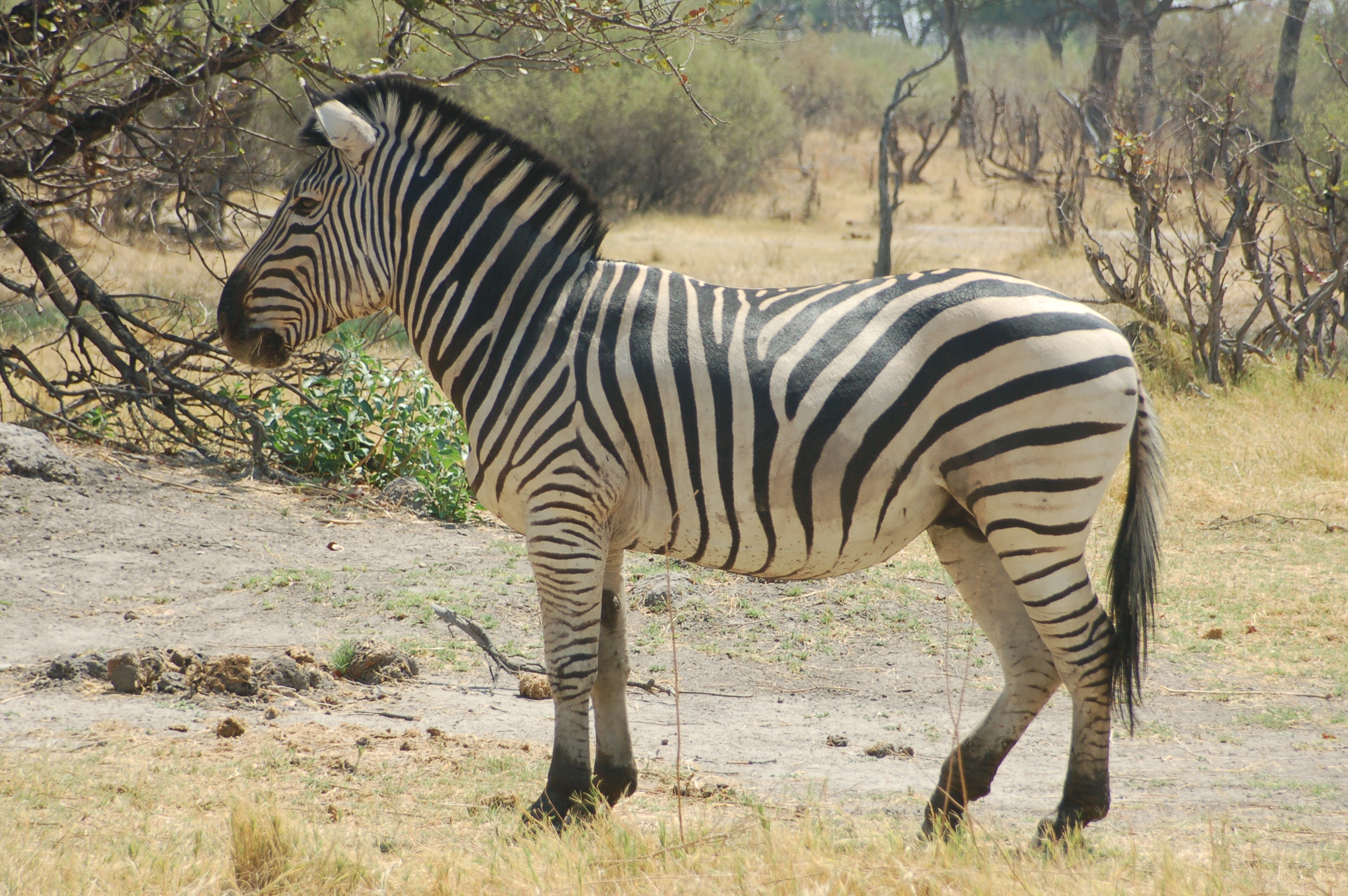 Monday’s Pen to Paper What If The Zebras Lost Their Stripes? Sonya