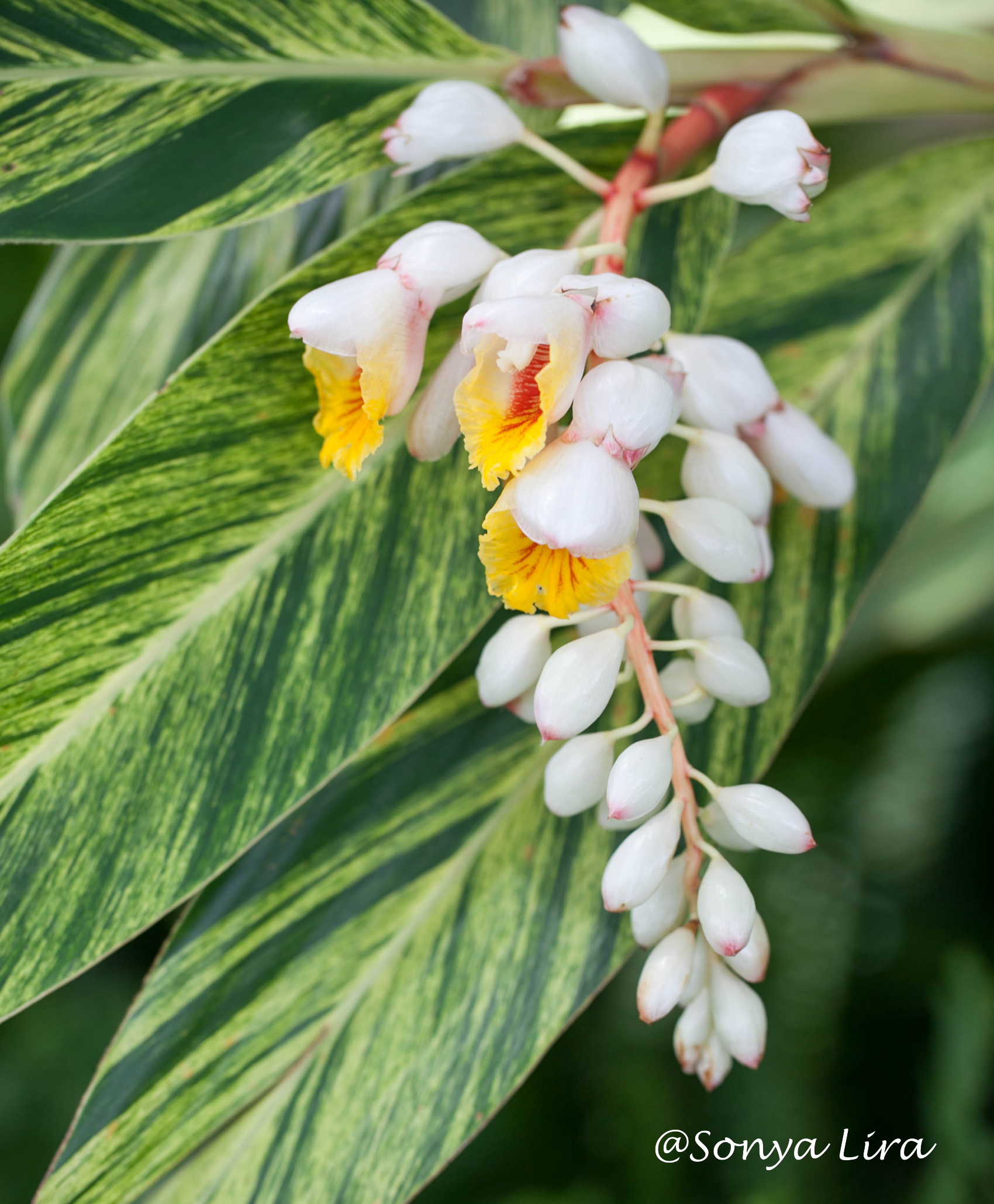 Variegated Shell Ginger Sonya Lira Photography