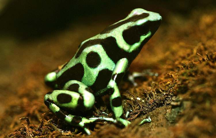 Qué comen las ranas punta de flecha Sooluciona
