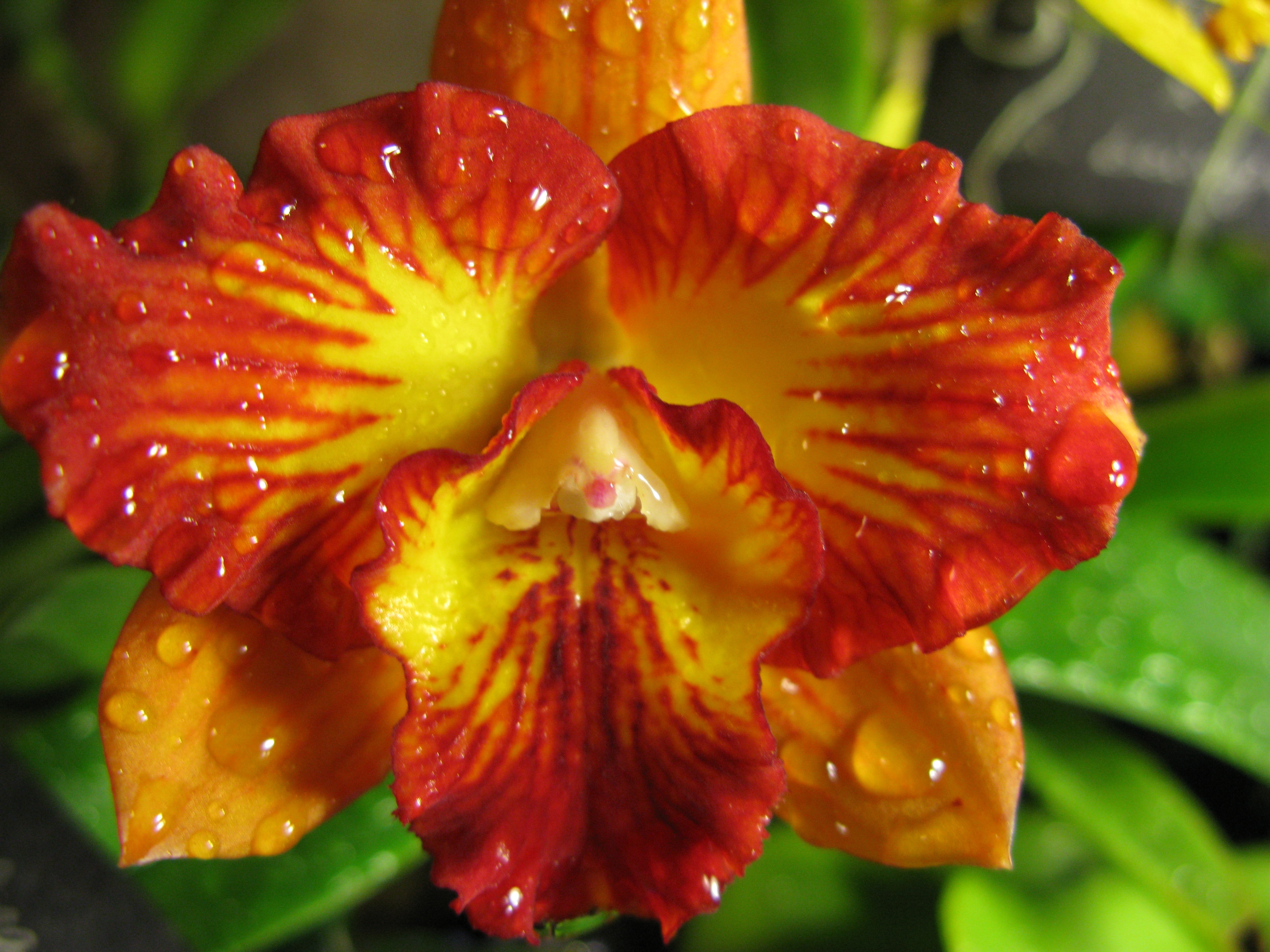 Southern Ontario Orchid Society Photos from Previous Annual Shows