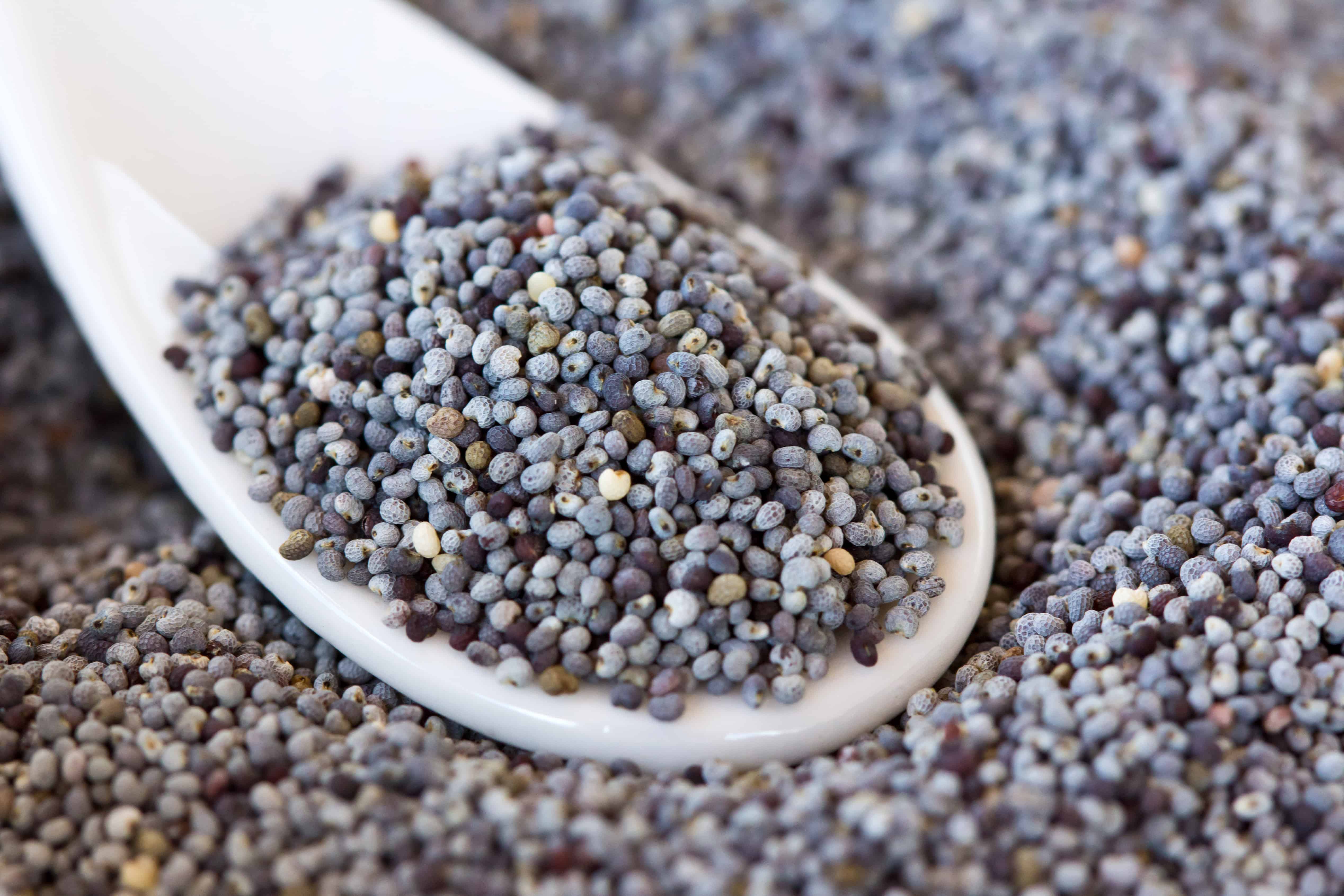 What’s The Difference Between White and Black Poppy Seeds? Soothing Spices