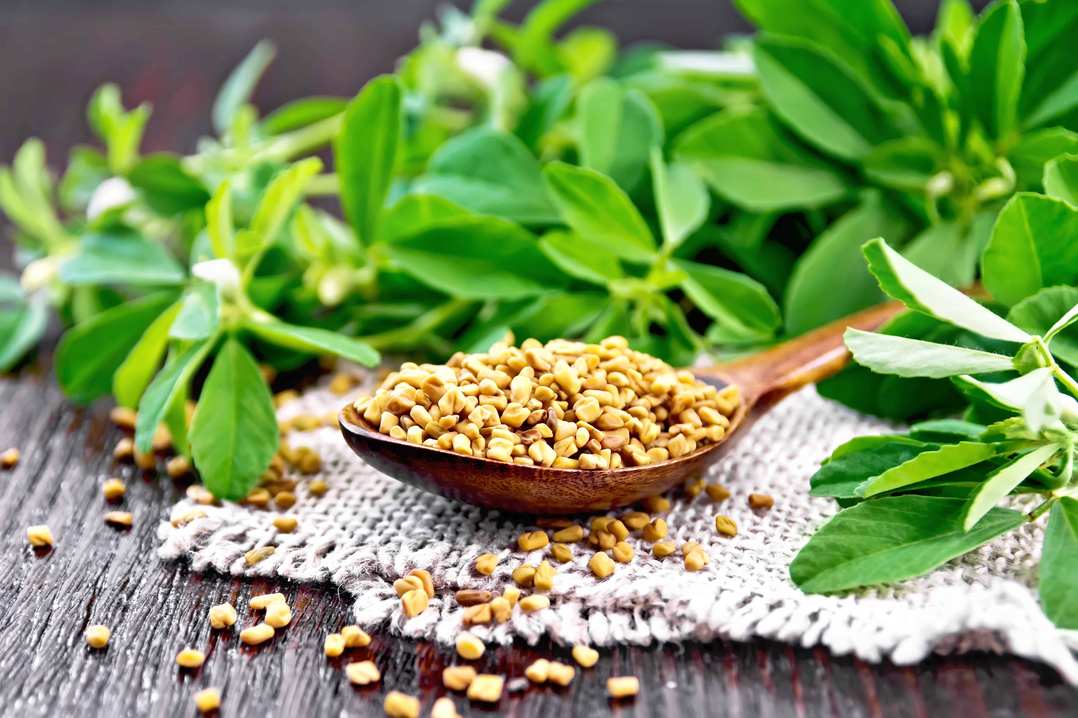 What Is The Difference Between Fenugreek Leaves and Fenugreek Seeds