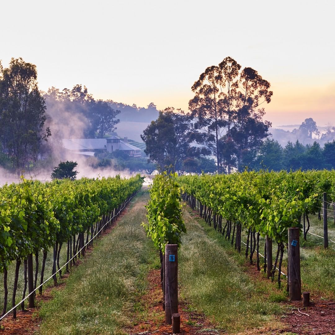 WA’s Top Wine Regions That Aren’t Margaret River So Perth