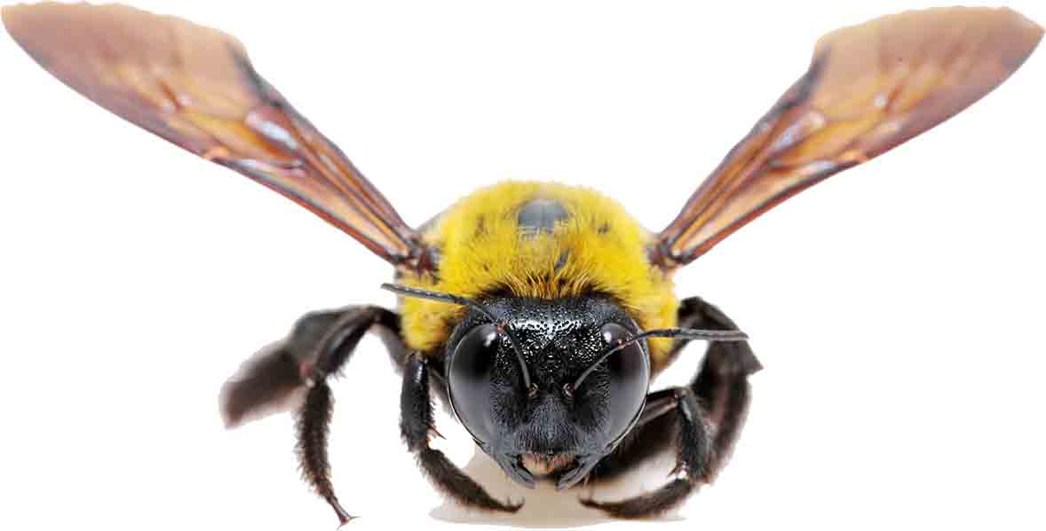 The Importance of Treating Carpenter Bees Southern Ohio Pest Management