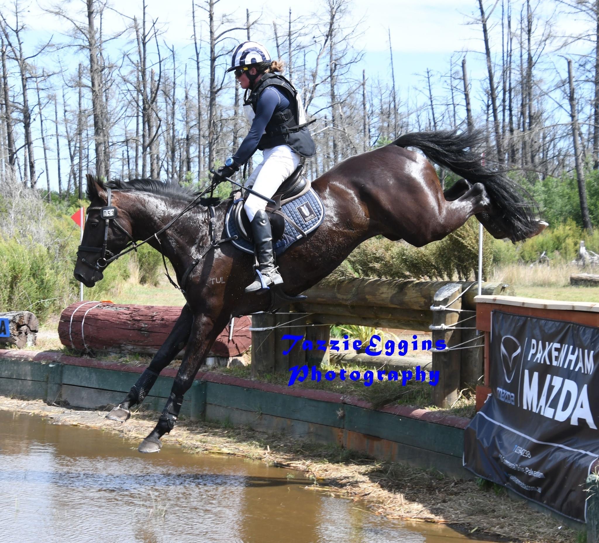 Horses Sophia Hill Equestrian