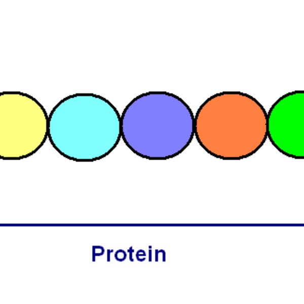 Primary Structure Of Protein Diagram