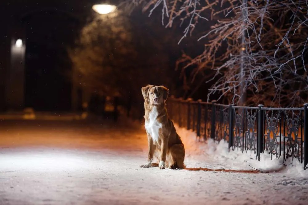 6 Safety Tips For Walking Your Dog At Night Sophie's Circle