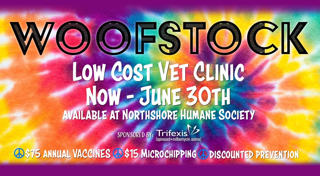 Woofstock Low Cost Vet Clinic Sophisticated Woman Magazine