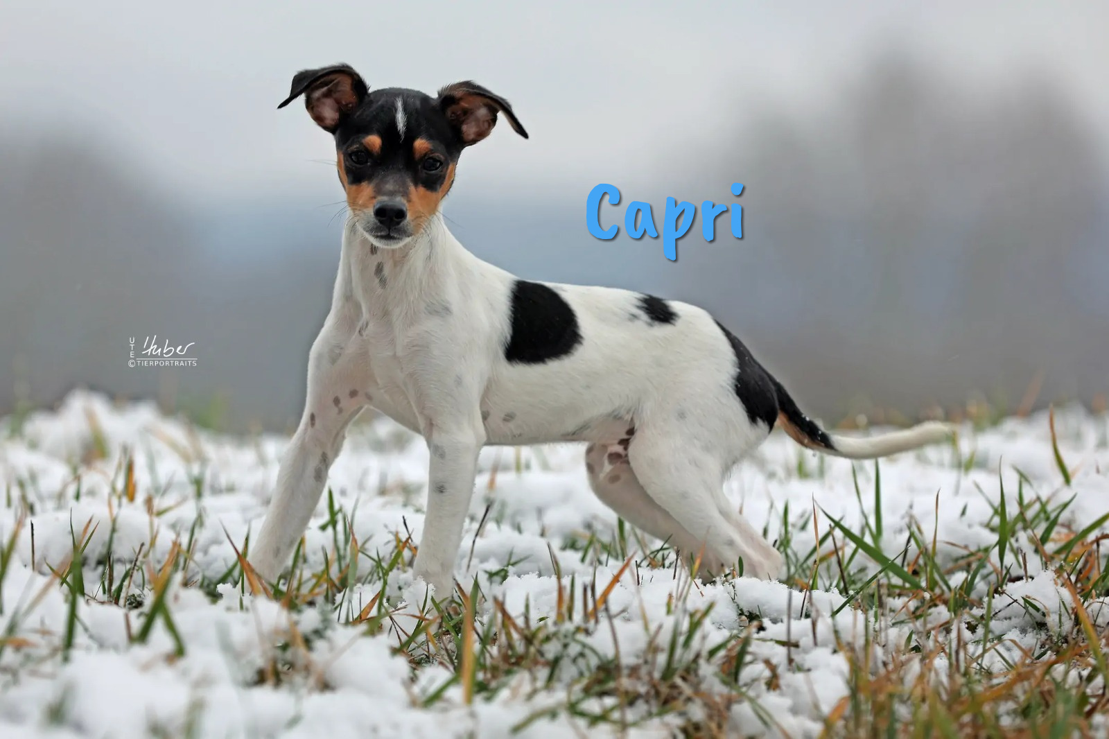 Capri » Tierschutzverein SOSDogs e.V.