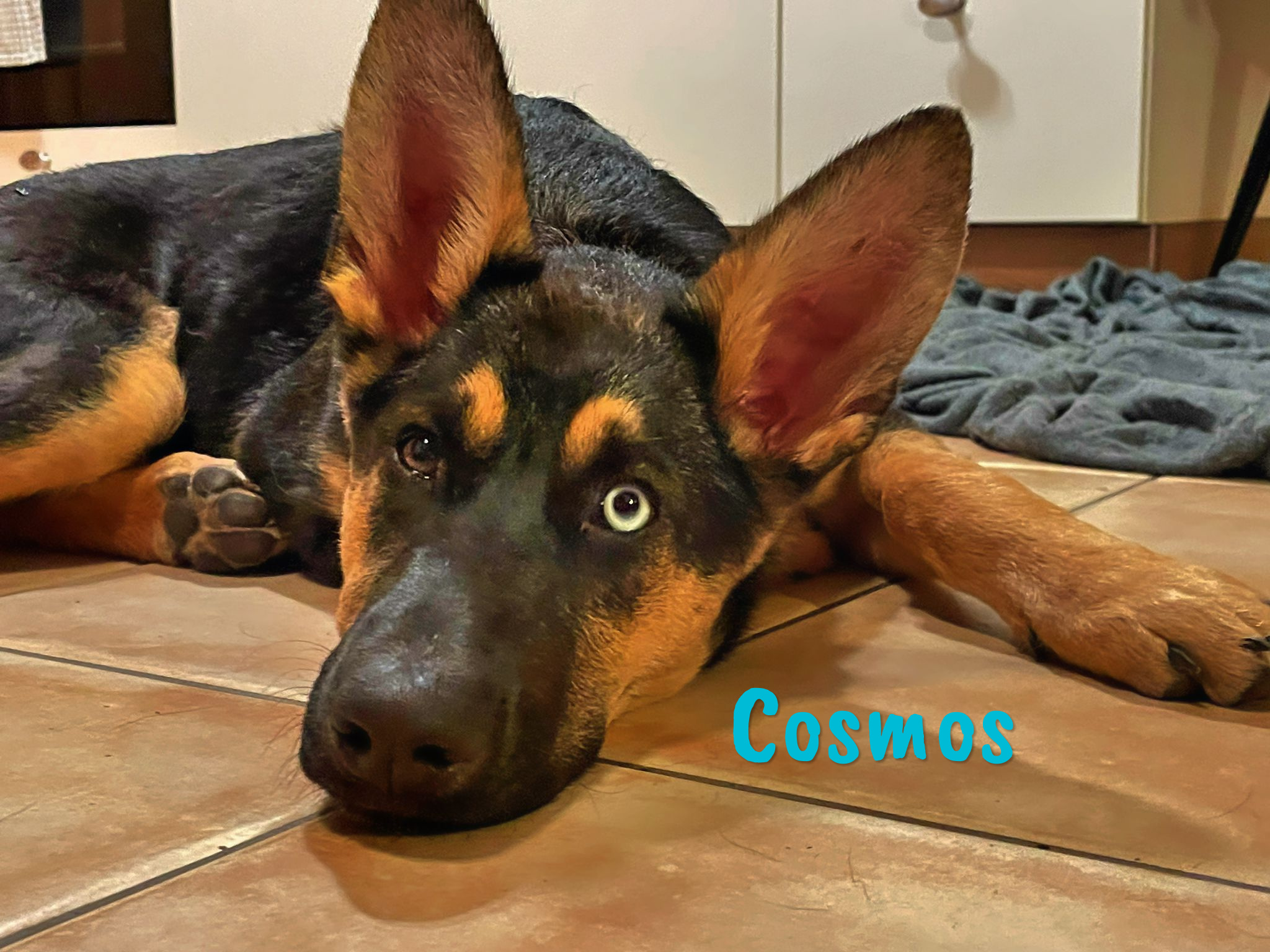 Cosmos » Tierschutzverein SOSDogs e.V.