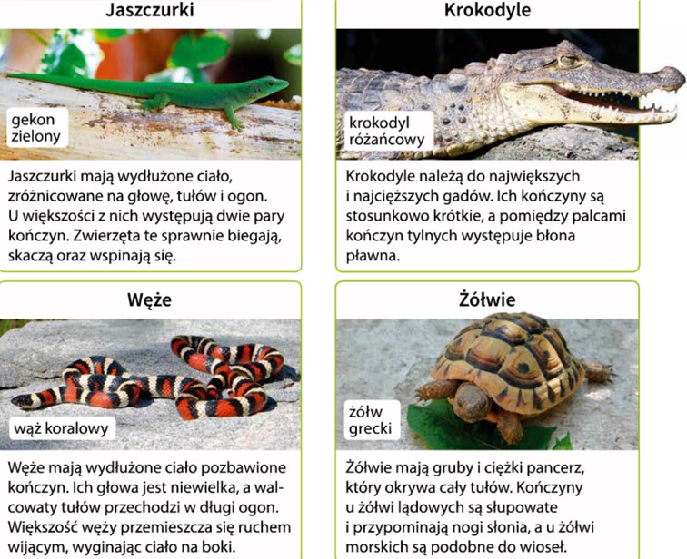 Zaznacz Cechę Która Jest Wspólna Dla Wszystkich Czterech Grup Gadów