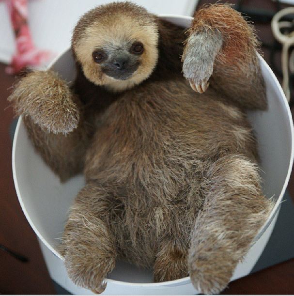SLOTHS ARE CUTE AND CUDDLY BUT PLEASE DONT HAVE ONE AS A PET??? SotiNPC