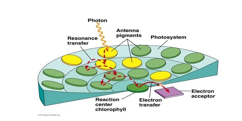 Why are plants green? To reduce the noise in photosynthesis Science