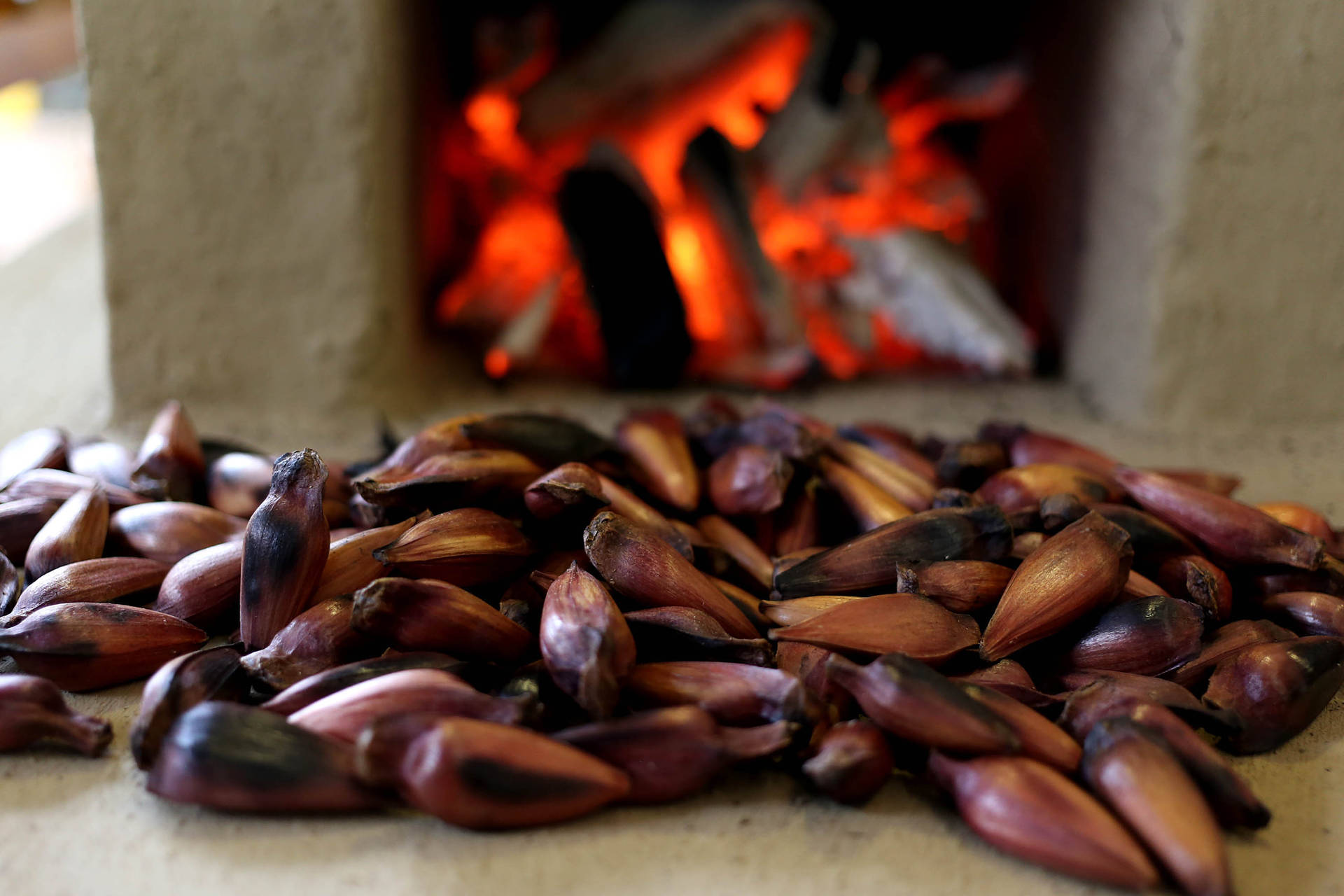 Venda do pinhão é liberada a partir de 1º de abril Sou Agro