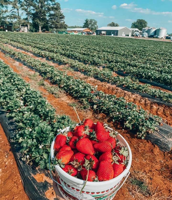 Your allseasons guide to upick fruit in Alabama SoulGrown