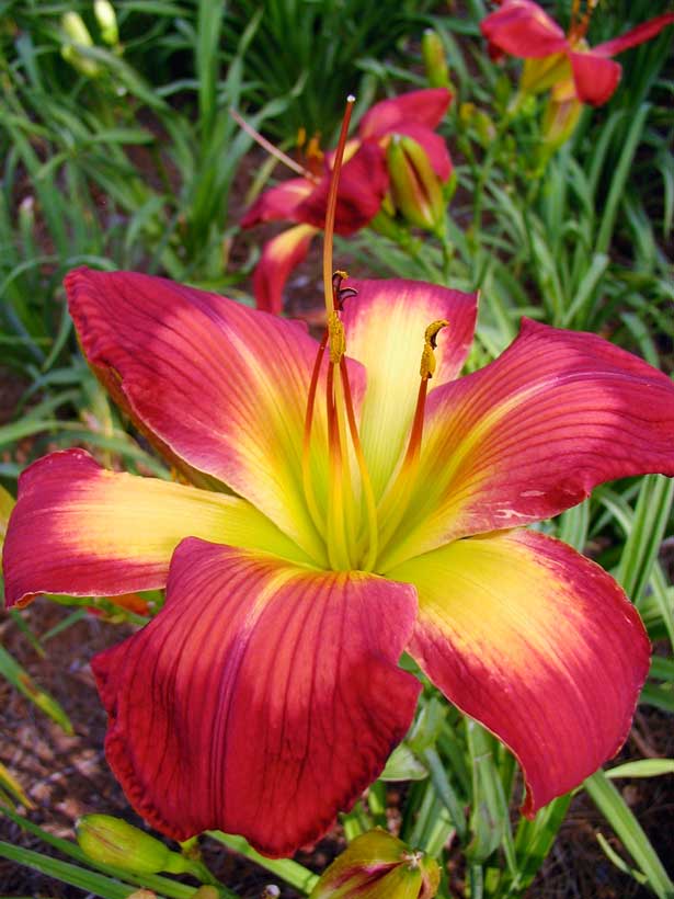 Wispy Rays Soules Garden