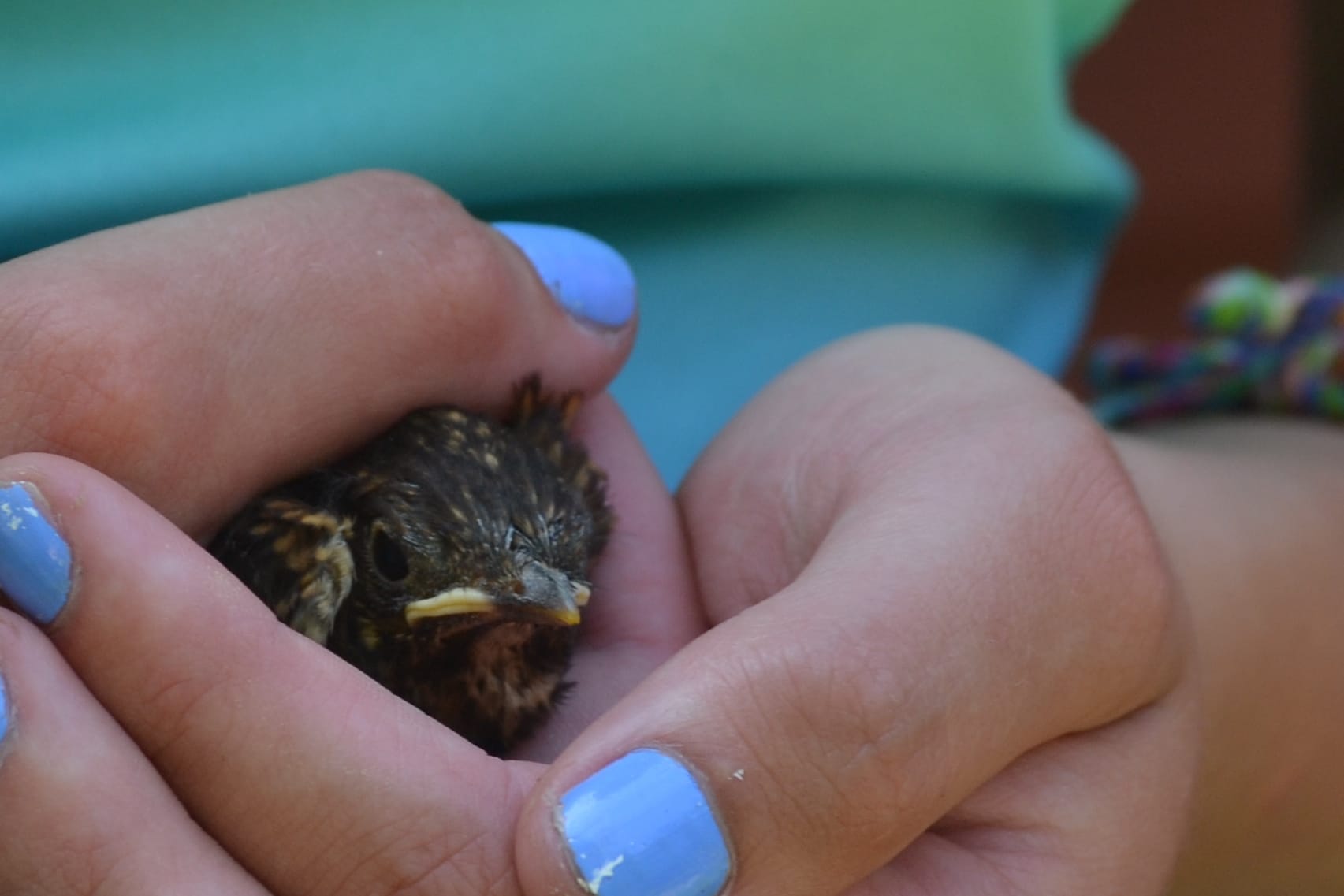 How to Help a Baby Bird Who Has Fallen From His Nest Souly Rested
