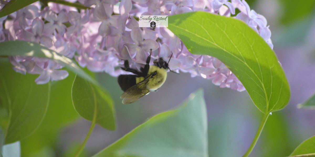 Growing & Caring for Lilac Bushes, tips from a pro » SoulyRested