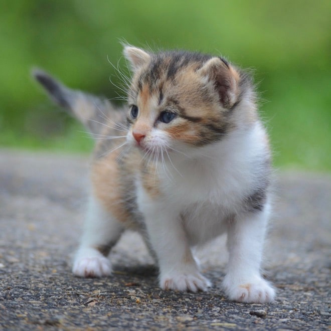 Should I Get a Barn Cat? » SoulyRested