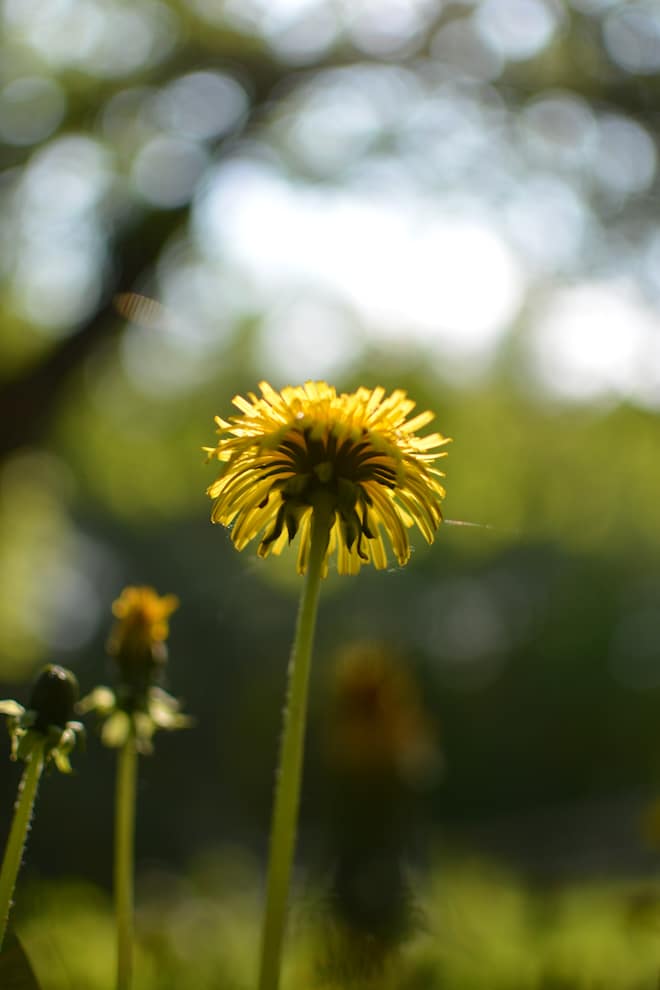 Dehydrated Dandelion Flowers… how & why Souly Rested