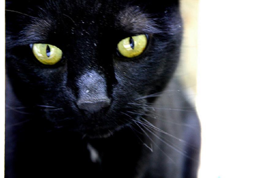 13 Black Cats Sound Beat