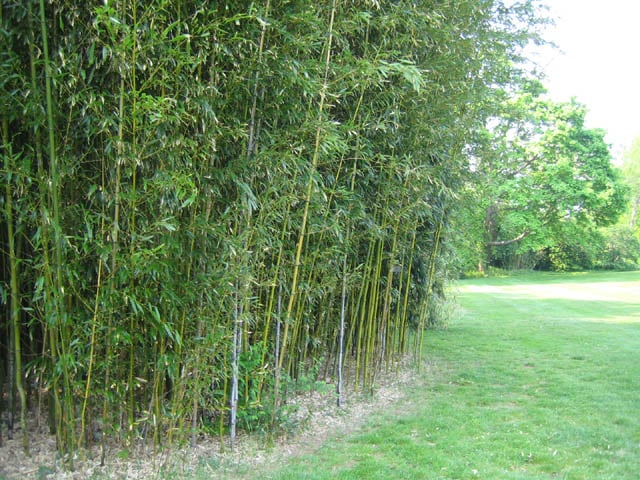 Deciduous screening Sound Native Plants