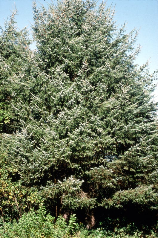 Conifer trees for sun Sound Native Plants