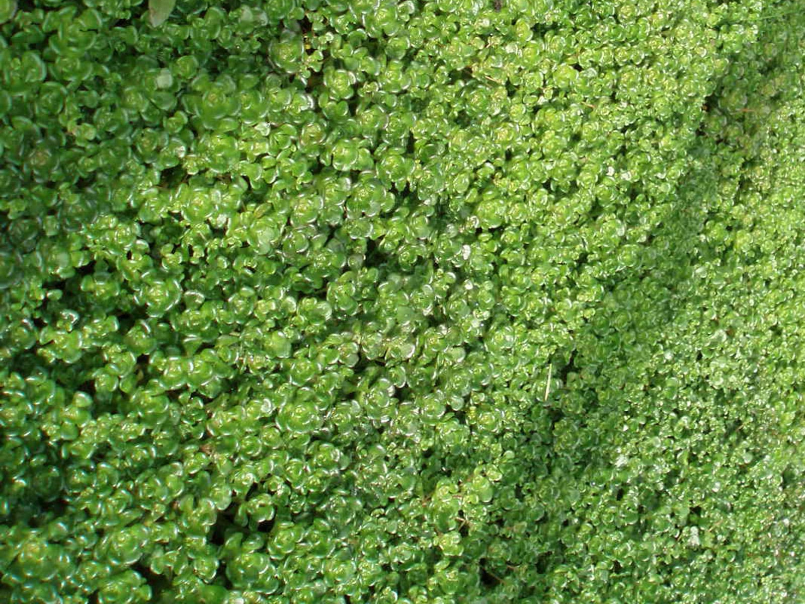 Groundcovers for sun Sound Native Plants