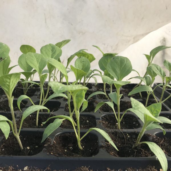 Potting up in the Greenhouse! Sound Pine Farm Free Choice Vegetable