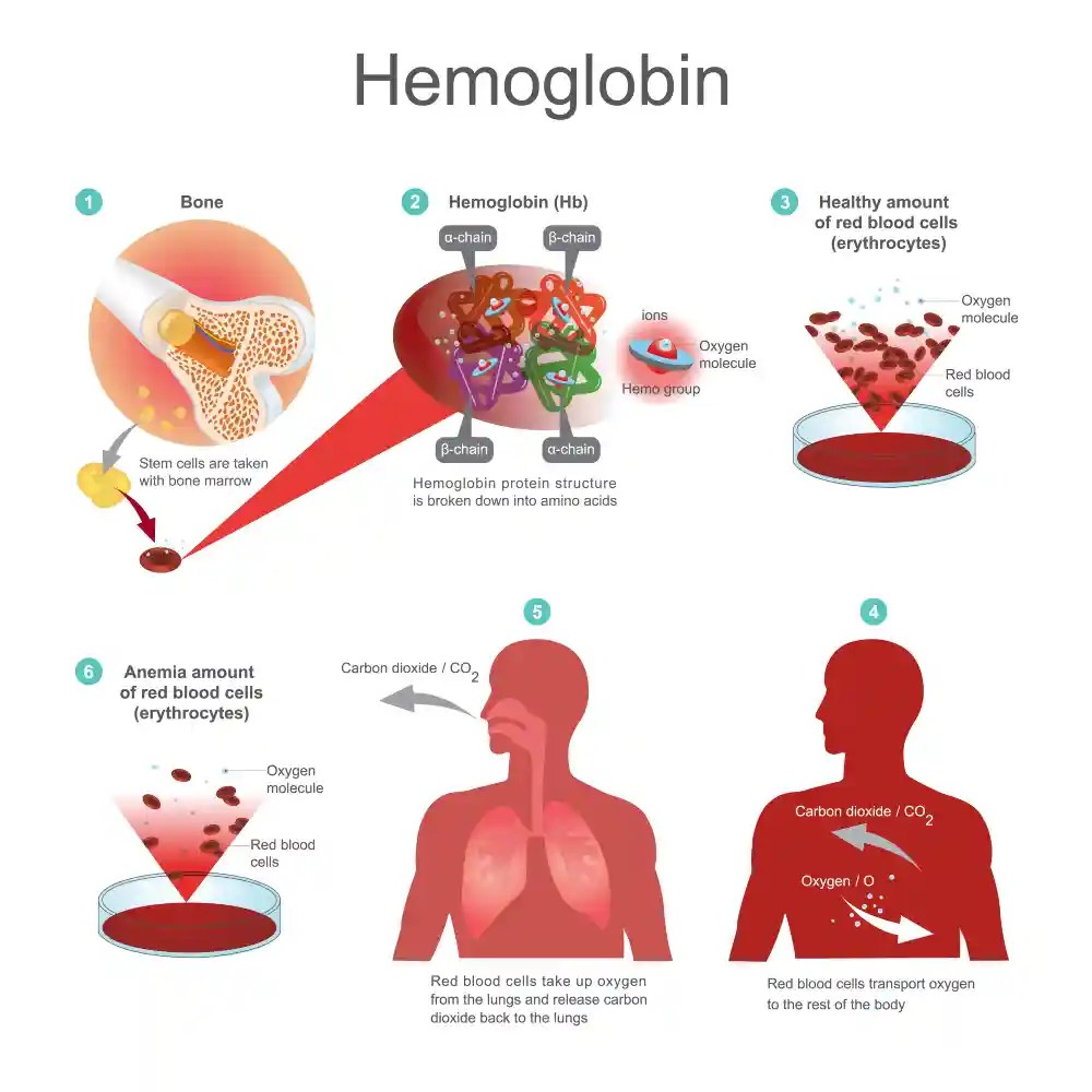 5 Reasons Why Iron is Important & 4 Risk Factors for Iron Deficiency