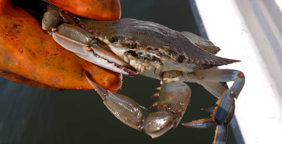 Outer Banks Sounds Soundside Adventures
