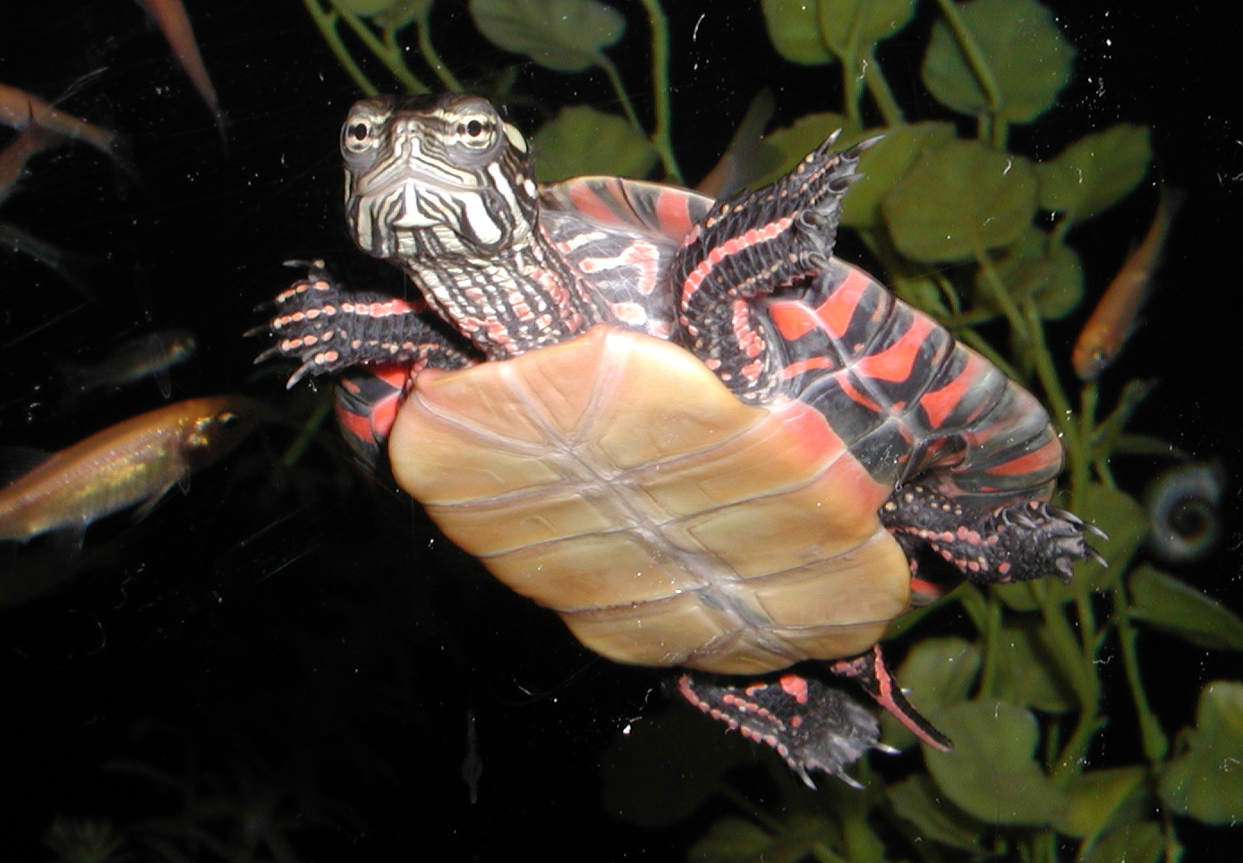 SoundWaters Fresh Water Creatures SoundWaters