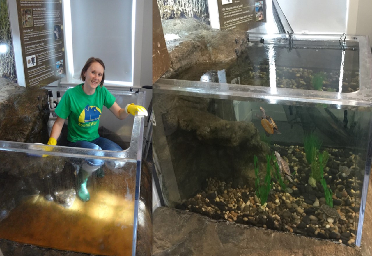 Before and After A new home for growing terrapins! SoundWaters