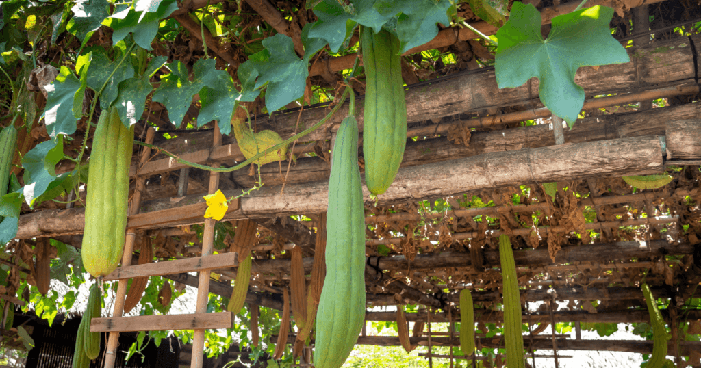 Luffa Everything You Need to Know Soups Junction