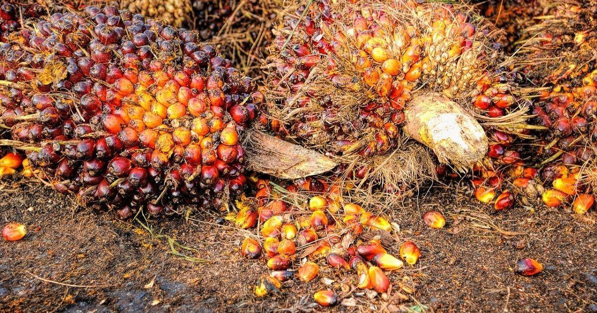 Palm Nut Its History, Usage, and Benefits Soups Junction