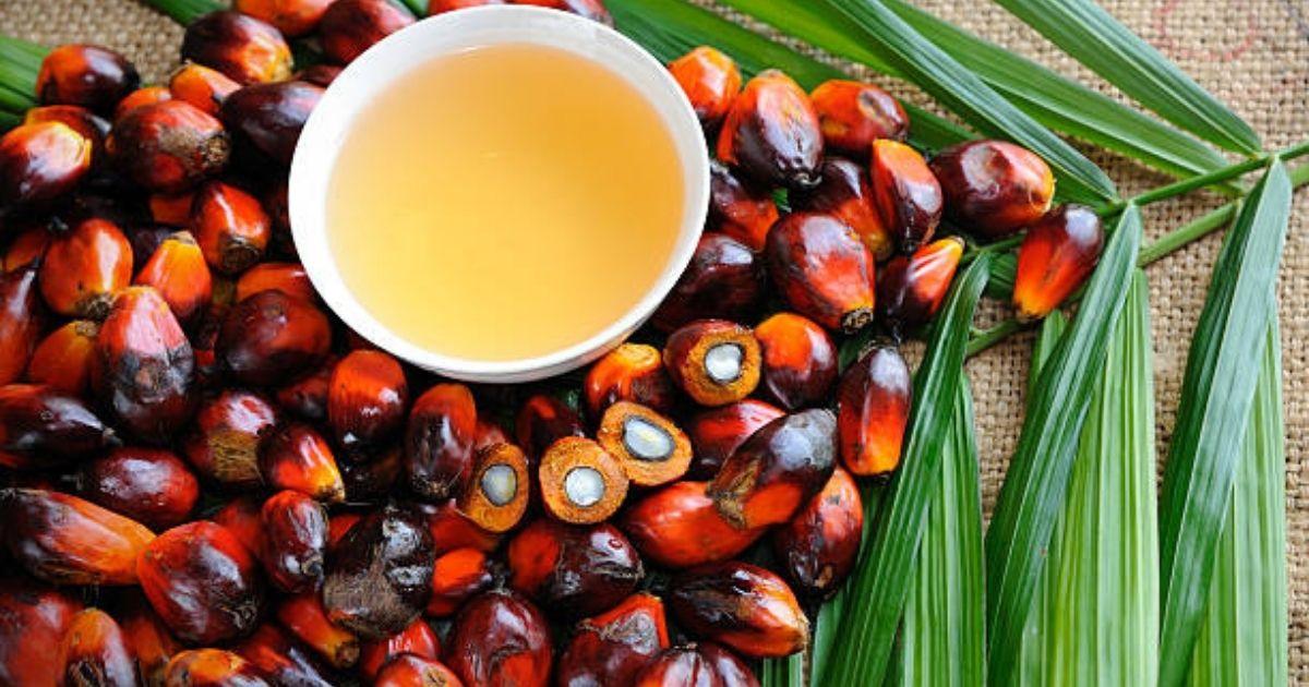 Palm Nut Its History, Usage, and Benefits Soups Junction