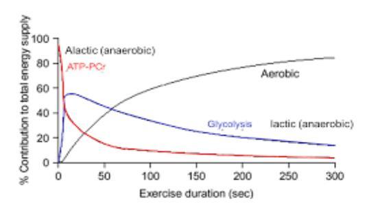 Cyclocross and Aerobic Training Source Endurance