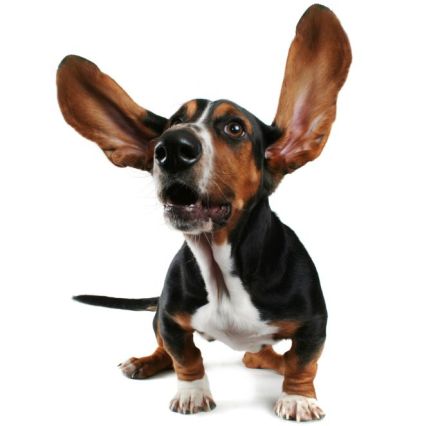 Ear Ye, Ear Ye, Otitis Is Common In Dogs