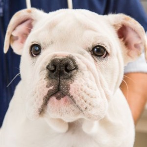 What Is The Right Timing For Spaying And Neutering Of Pets?