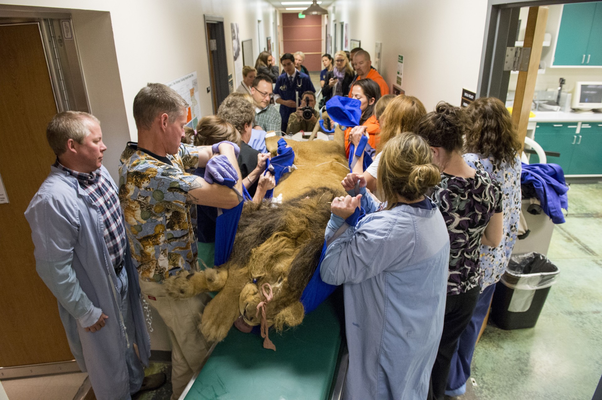 King of the jungle is rescued, then gets royal treatment at veterinary