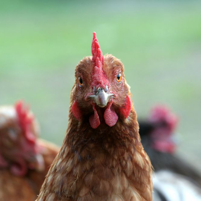 CSU expert Keep backyard chickens safe from avian flu SOURCE Colorado State University