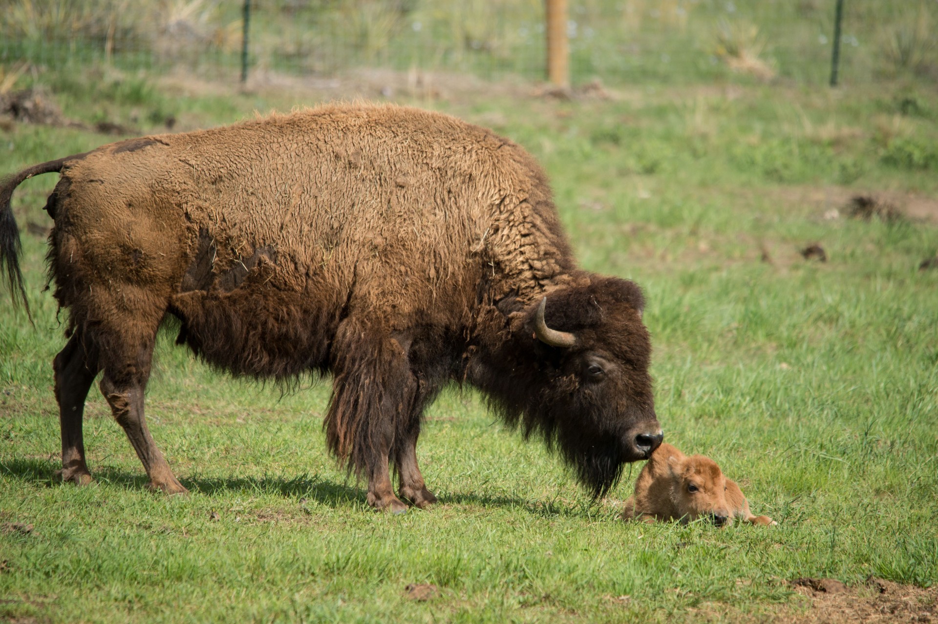 It’s a boy Bison delivers healthy bull calf SOURCE Colorado State